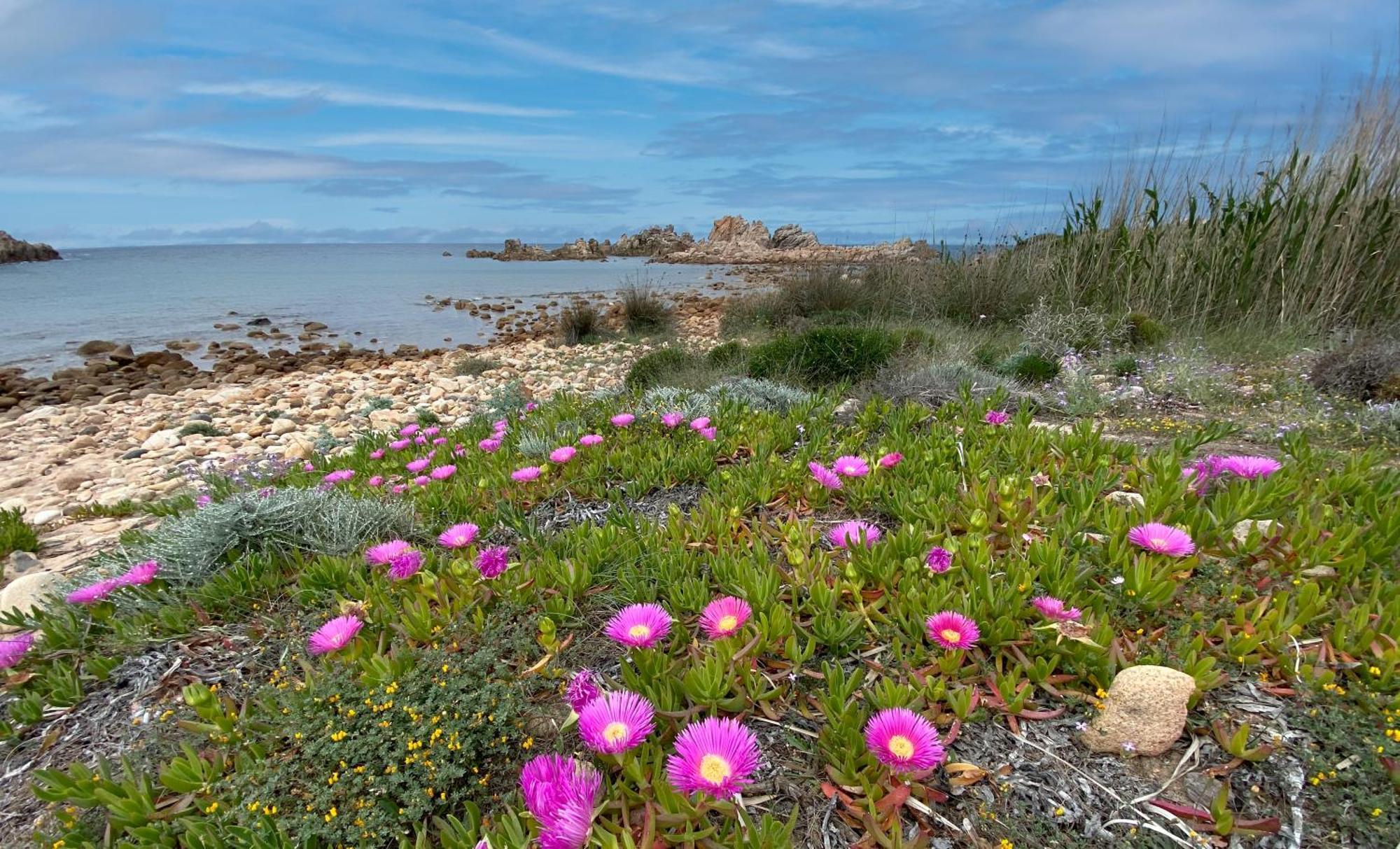 Gli Oleandri Di Calarossa - 5M Walk To The Beach อิโซลา โรสซา ภายนอก รูปภาพ